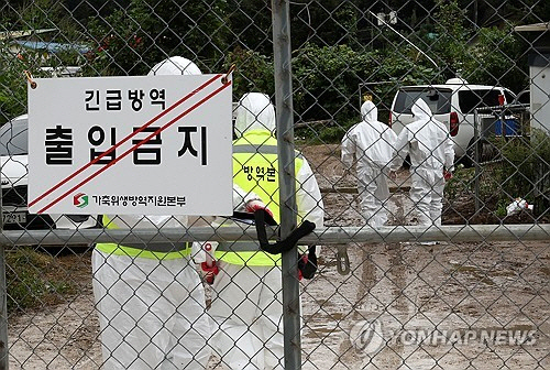 아프리카돼지열병(ASF)방역. 연합뉴스